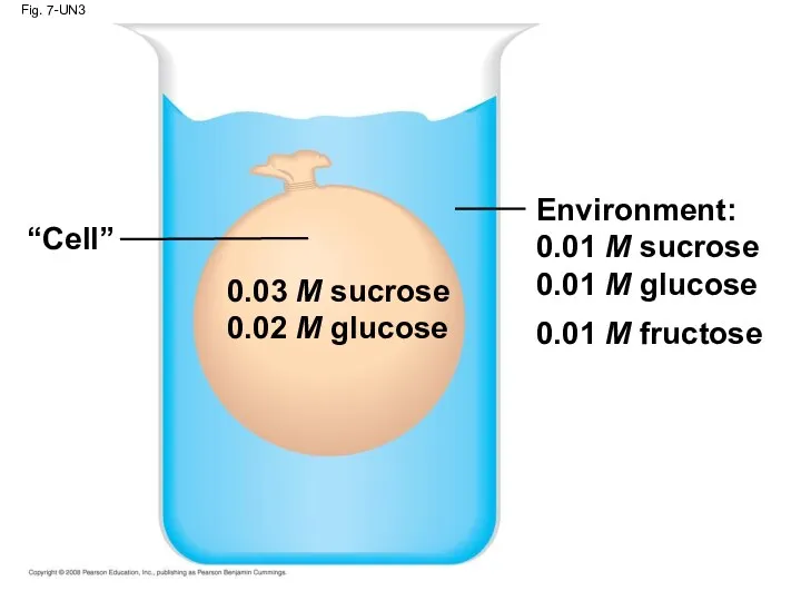 Fig. 7-UN3 Environment: 0.01 M sucrose 0.01 M glucose 0.01