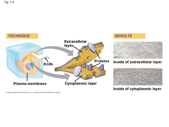 Fig. 7-4 TECHNIQUE Extracellular layer Knife Proteins Inside of extracellular