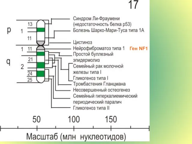 Ген NF1