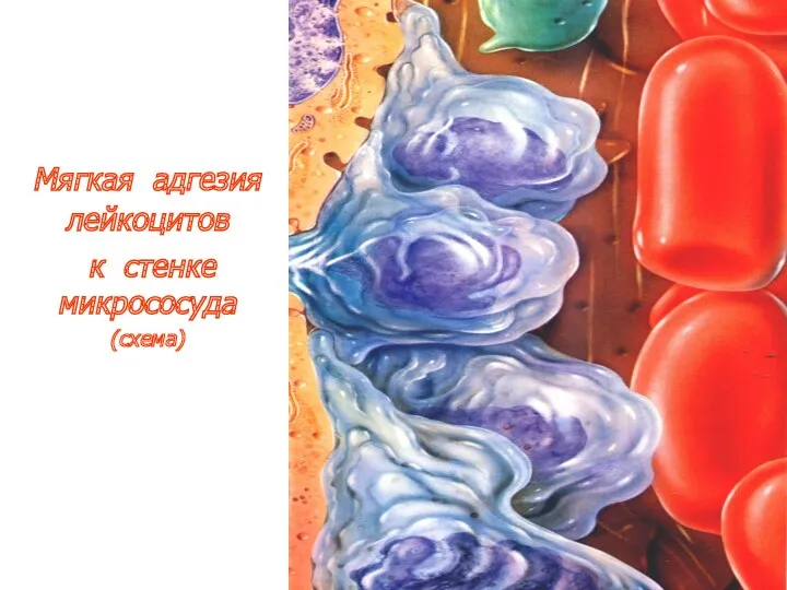 Мягкая адгезия лейкоцитов к стенке микрососуда (схема)