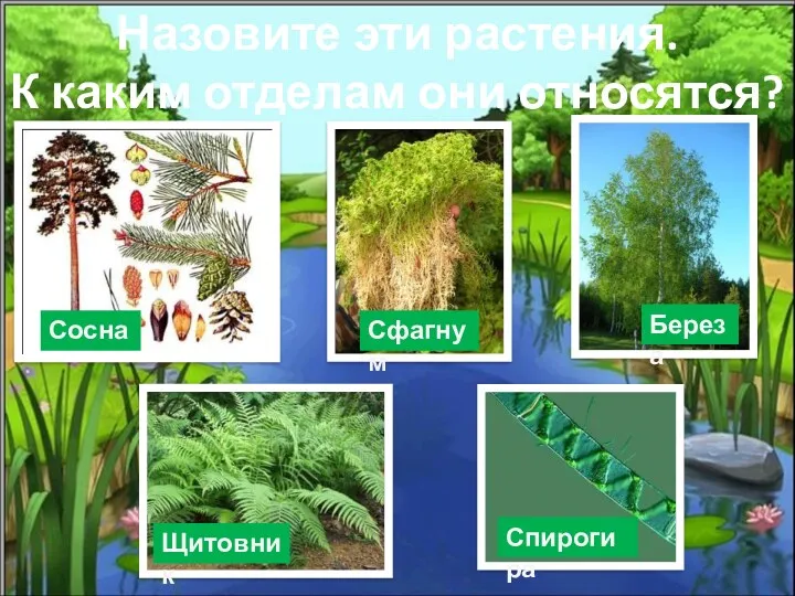 Сосна Сфагнум Береза Щитовник Спирогира Назовите эти растения. К каким отделам они относятся?