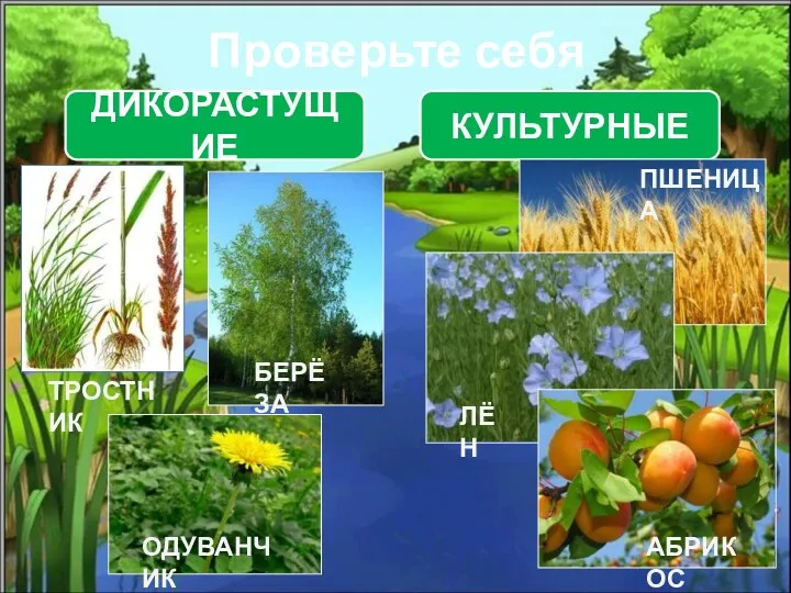 Проверьте себя ДИКОРАСТУЩИЕ КУЛЬТУРНЫЕ ТРОСТНИК ОДУВАНЧИК БЕРЁЗА ПШЕНИЦА ЛЁН АБРИКОС