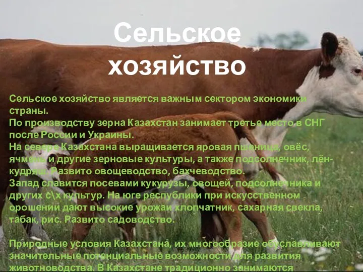 Сельское хозяйство Сельское хозяйство является важным сектором экономики страны. По производству зерна Казахстан