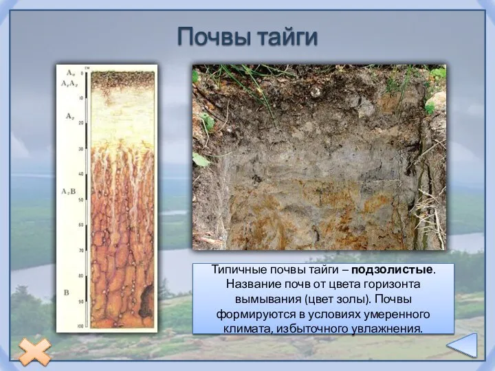 Почвы тайги Типичные почвы тайги – подзолистые. Название почв от