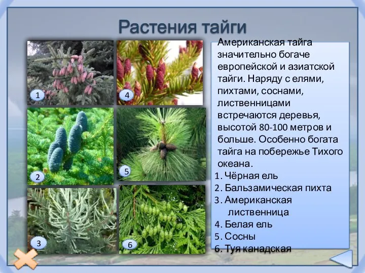 Растения тайги Американская тайга значительно богаче европейской и азиатской тайги.