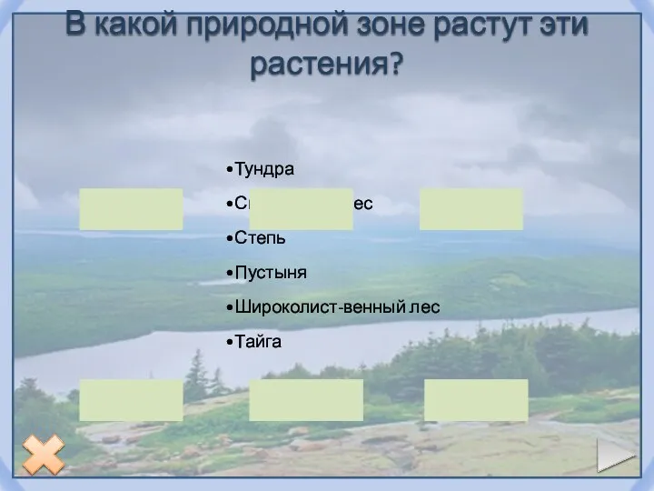 В какой природной зоне растут эти растения? Тундра Смешанный лес Степь Пустыня Широколист-венный лес Тайга