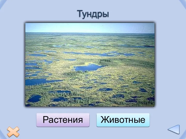 Тундры