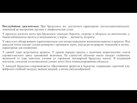 Послеубойная диагностика. При бру­целлезе нет достаточно характерных патологоанатомических изменений во