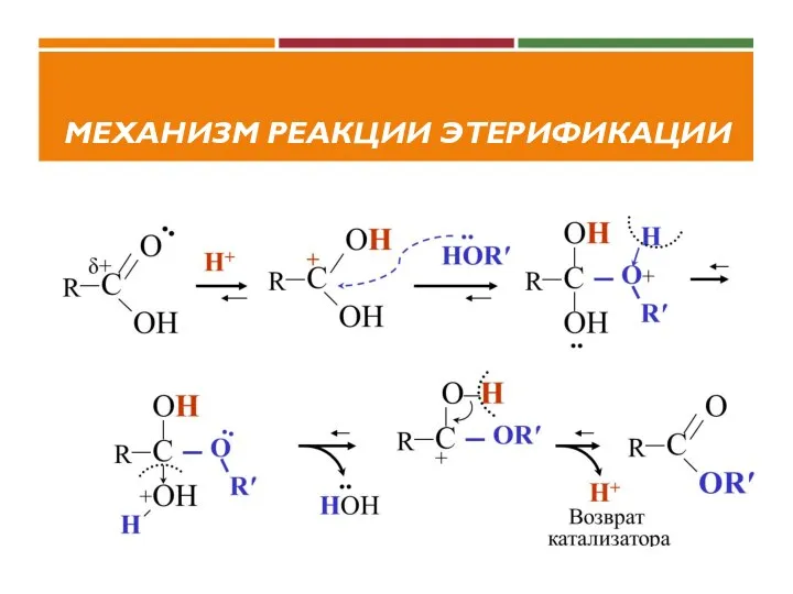 МЕХАНИЗМ РЕАКЦИИ ЭТЕРИФИКАЦИИ