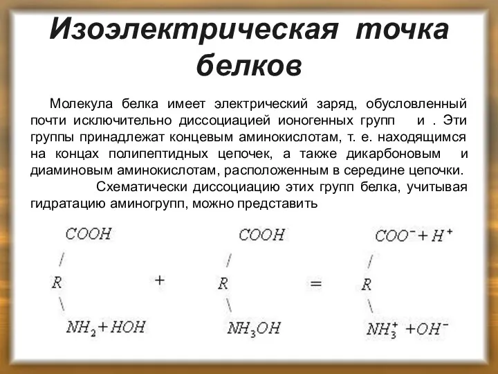 Изоэлектрическая точка белков Молекула белка имеет электрический заряд, обусловленный почти