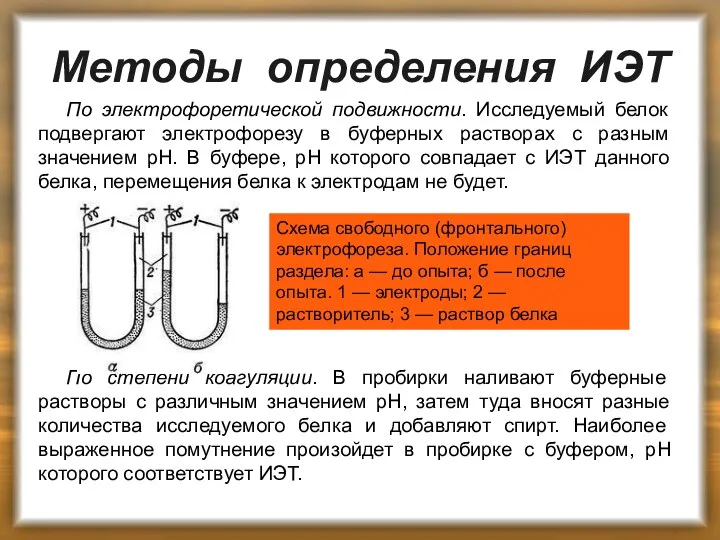 Методы определения ИЭТ По электрофоретической подвижности. Исследуемый белок подвергают электрофорезу