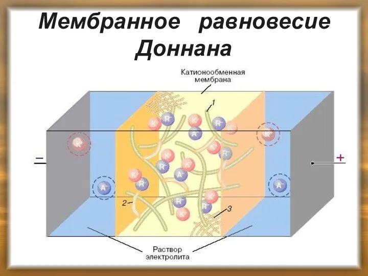 Мембранное равновесие Доннана