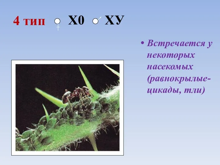 4 тип Встречается у некоторых насекомых (равнокрылые- цикады, тли) Х0 ХУ