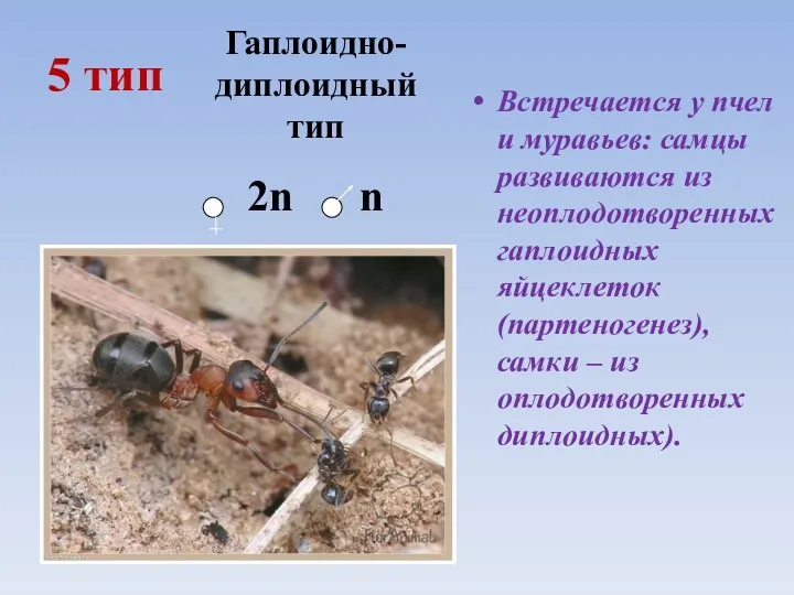 5 тип Встречается у пчел и муравьев: самцы развиваются из
