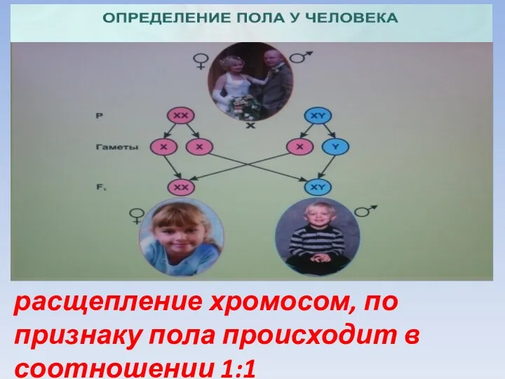 расщепление хромосом, по признаку пола происходит в соотношении 1:1