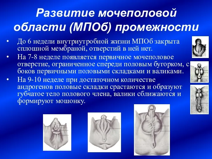 Развитие мочеполовой области (МПОб) промежности До 6 недели внутриутробной жизни