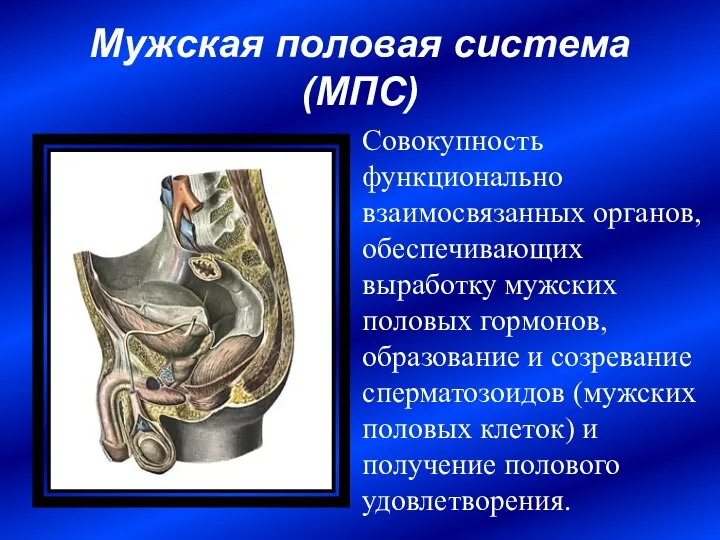 Мужская половая система (МПС) Совокупность функционально взаимосвязанных органов, обеспечивающих выработку