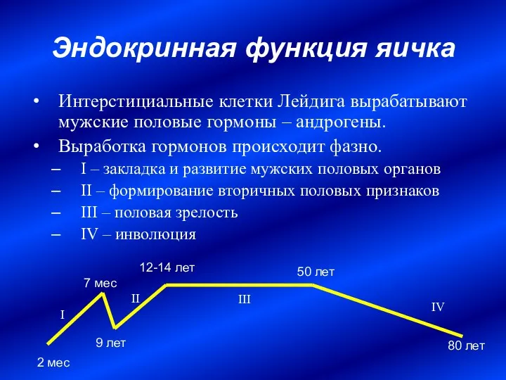 Эндокринная функция яичка Интерстициальные клетки Лейдига вырабатывают мужские половые гормоны