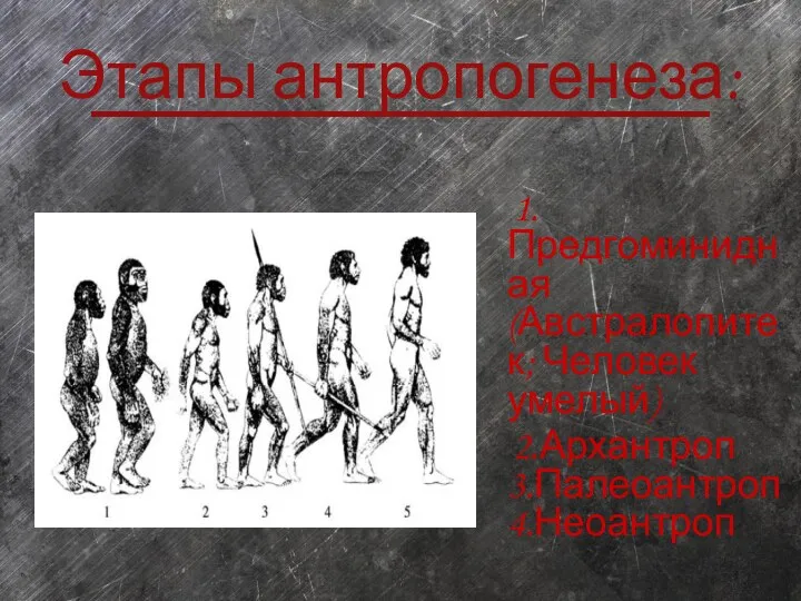 1.Предгоминидная(Австралопитек; Человек умелый) 2.Архантроп 3.Палеоантроп 4.Неоантроп Этапы антропогенеза: