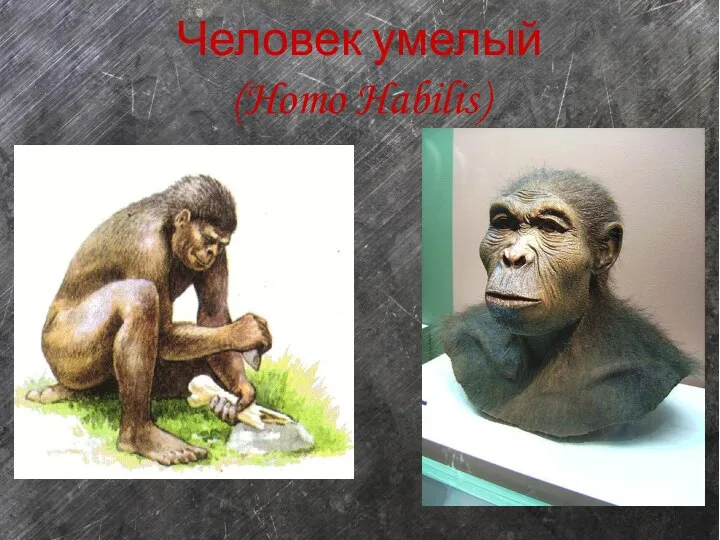 Человек умелый (Homo Habilis)