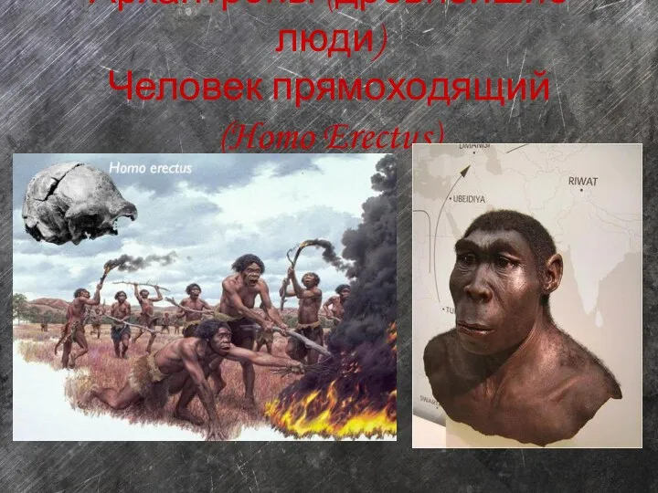 Архантропы (древнейшие люди) Человек прямоходящий (Homo Erectus)