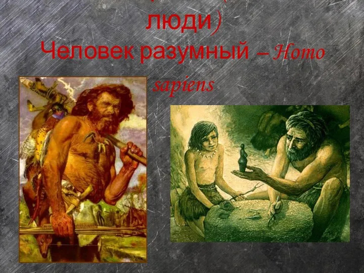 Неоантропы (новые люди) Человек разумный – Homo sapiens