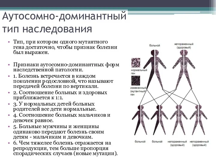 Аутосомно-доминантный тип наследования Тип, при котором одного мутантного гена достаточно,