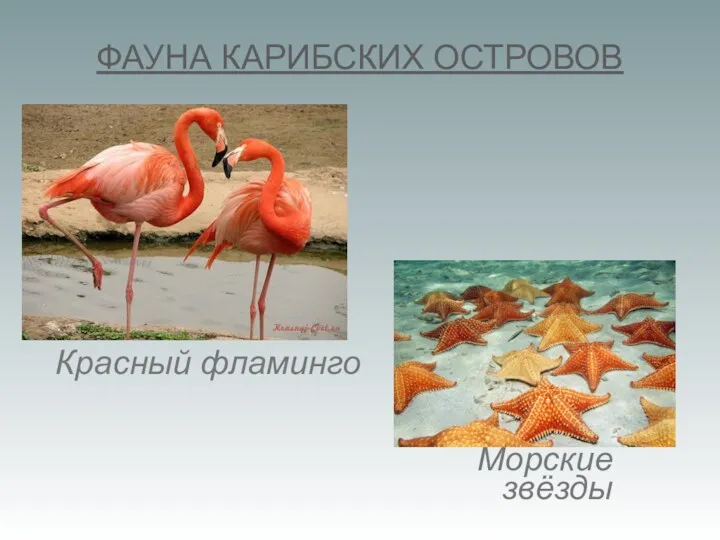 ФАУНА КАРИБСКИХ ОСТРОВОВ Красный фламинго Морские звёзды