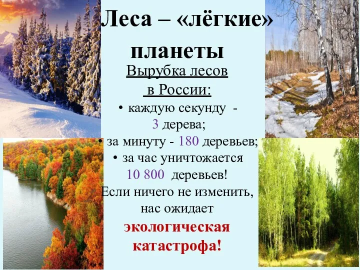 Леса – «лёгкие» планеты Вырубка лесов в России: каждую секунду