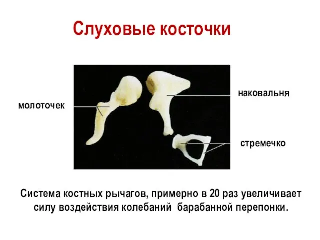 молоточек наковальня стремечко Слуховые косточки Система костных рычагов, примерно в