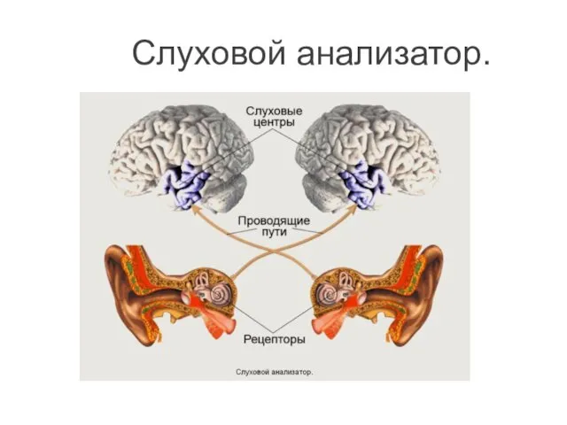 Слуховой анализатор.