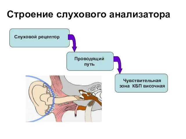 Строение слухового анализатора