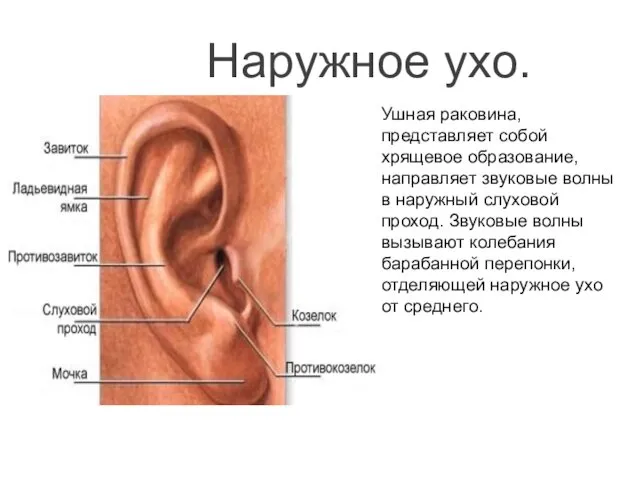 Наружное ухо. Ушная раковина, представляет собой хрящевое образование, направляет звуковые