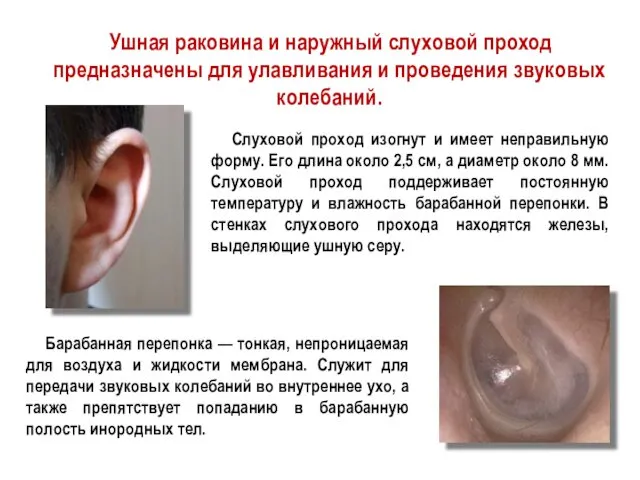 Ушная раковина и наружный слуховой проход предназначены для улавливания и