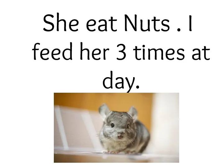 She eat Nuts . I feed her 3 times at day.
