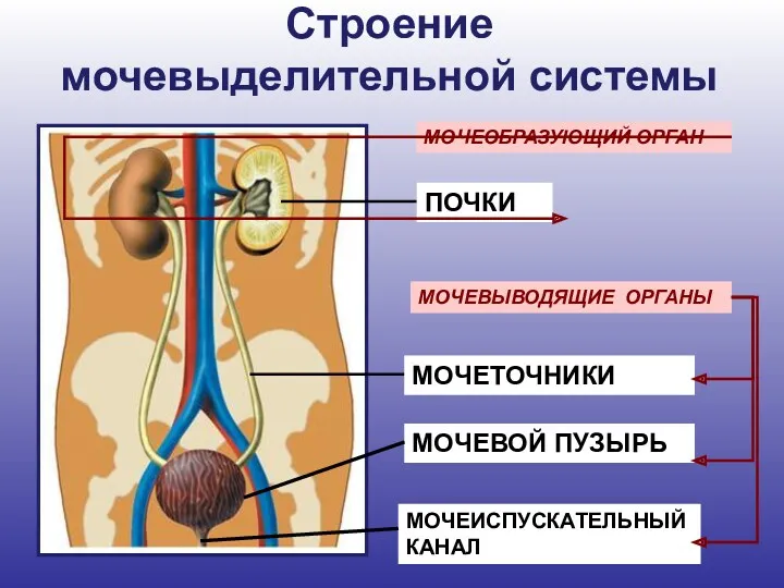 Строение мочевыделительной системы