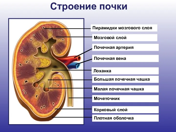 Строение почки