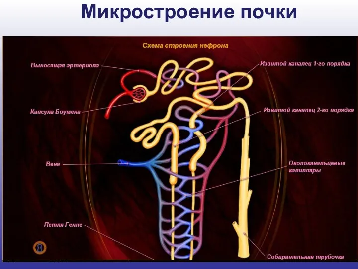 Микростроение почки