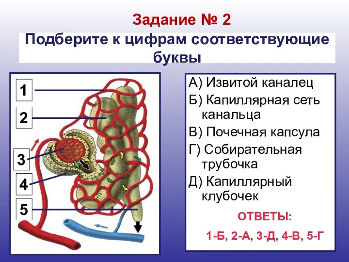 А) Извитой каналец Б) Капиллярная сеть канальца В) Почечная капсула