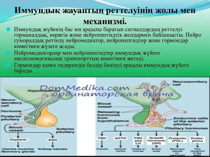 Иммундық жауаптың реттелуінің жолы мен механизмі. Иммундық жүйенің бас ми