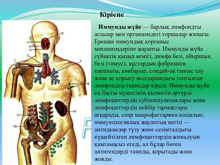 Кіріспе Иммунды жүйе — барлық лимфоидты ағзалар мен организмдегі торшалар