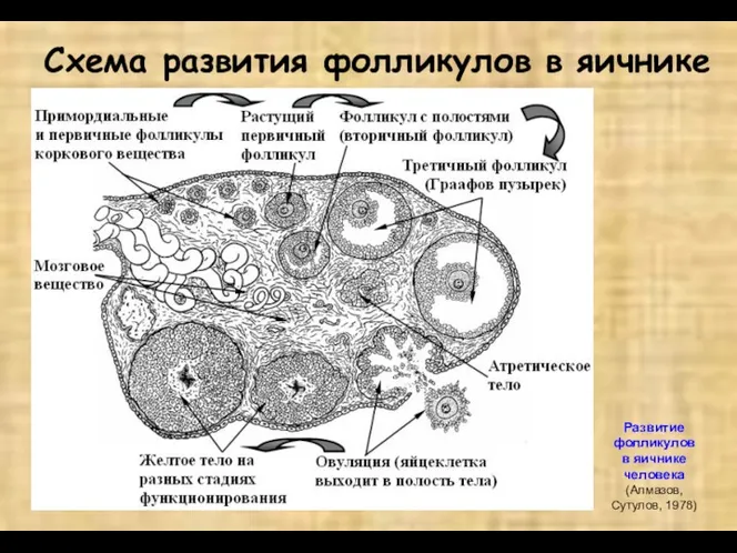 Схема развития фолликулов в яичнике Развитие фолликулов в яичнике человека (Алмазов, Сутулов, 1978)