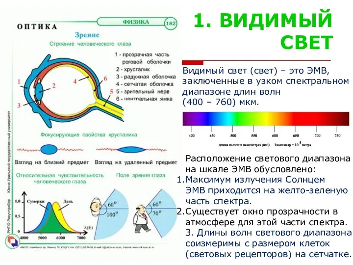 1. ВИДИМЫЙ СВЕТ Видимый свет (свет) – это ЭМВ, заключенные в узком спектральном