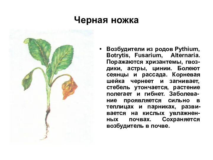 Черная ножка Возбудители из родов Pythium, Botrytis, Fusarium, Alternaria. Поражаются
