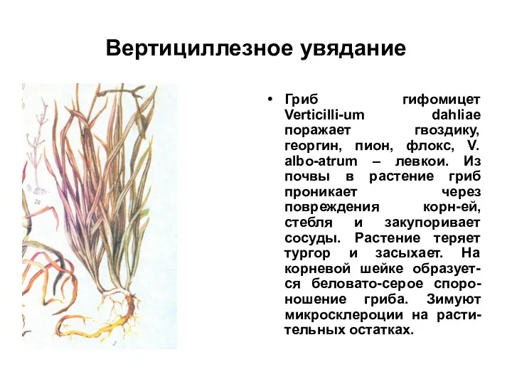 Вертициллезное увядание Гриб гифомицет Verticilli-um dahliae поражает гвоздику, георгин, пион,