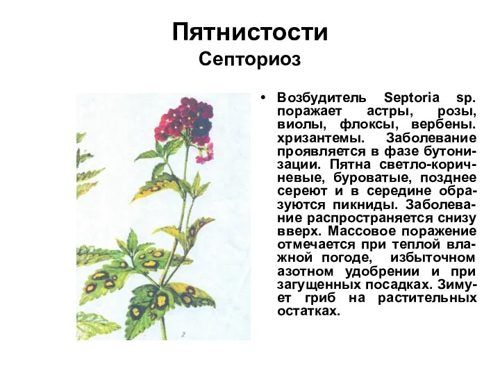 Пятнистости Септориоз Возбудитель Septoria sp. поражает астры, розы, виолы, флоксы,