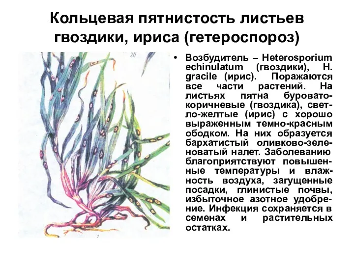 Кольцевая пятнистость листьев гвоздики, ириса (гетероспороз) Возбудитель – Heterosporium echinulatum