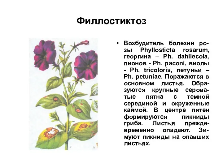 Филлостиктоз Возбудитель болезни ро-зы Phyllosticta rosarum, георгина – Ph. dahliecola,