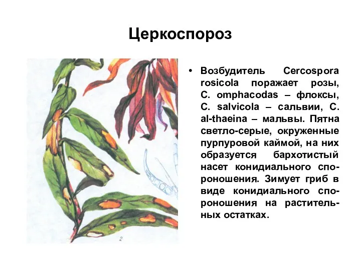 Церкоспороз Возбудитель Cercospora rosicola поражает розы, C. omphacodas – флоксы,