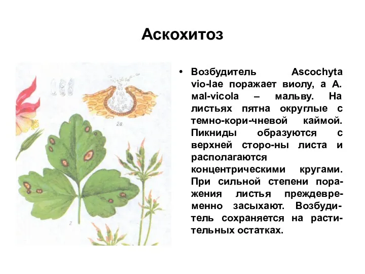 Аскохитоз Возбудитель Ascochyta vio-lae поражает виолу, а A. мal-vicola –